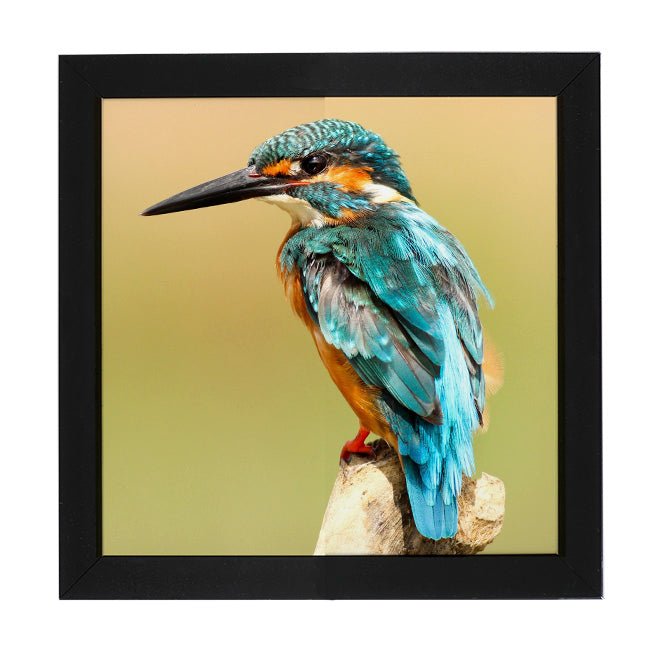 'Eisvogel' - Strass / Rhinestone von Spielzeughafen