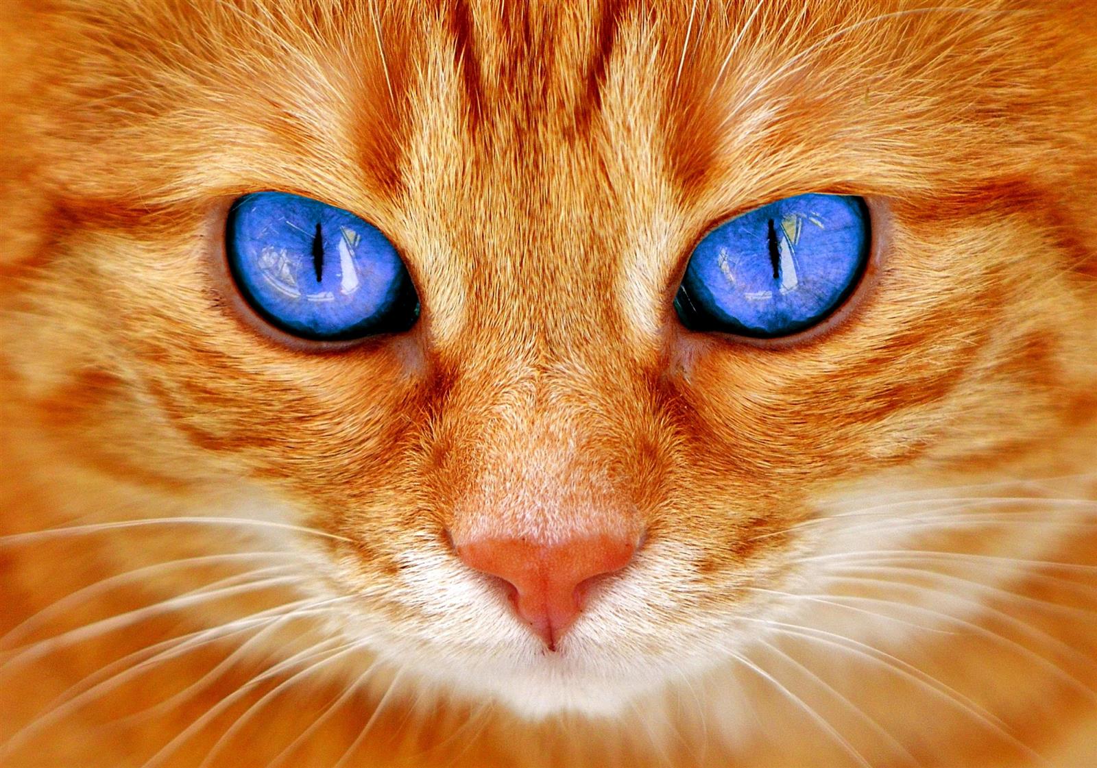 Katze braun mit blauen Augen - Bügelperlen von Spielzeughafen