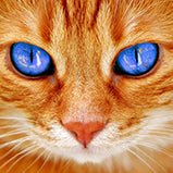 Katze braun mit blauen Augen - Bügelperlen von Spielzeughafen