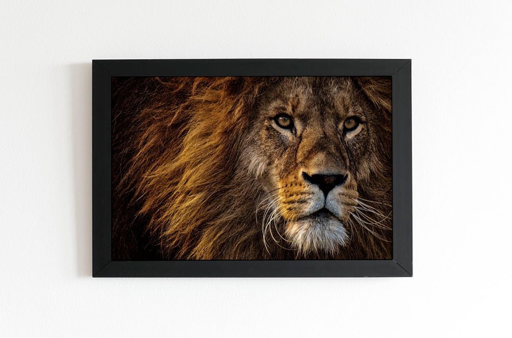 Löwe Clarence - Quadratisch von Spielzeughafen