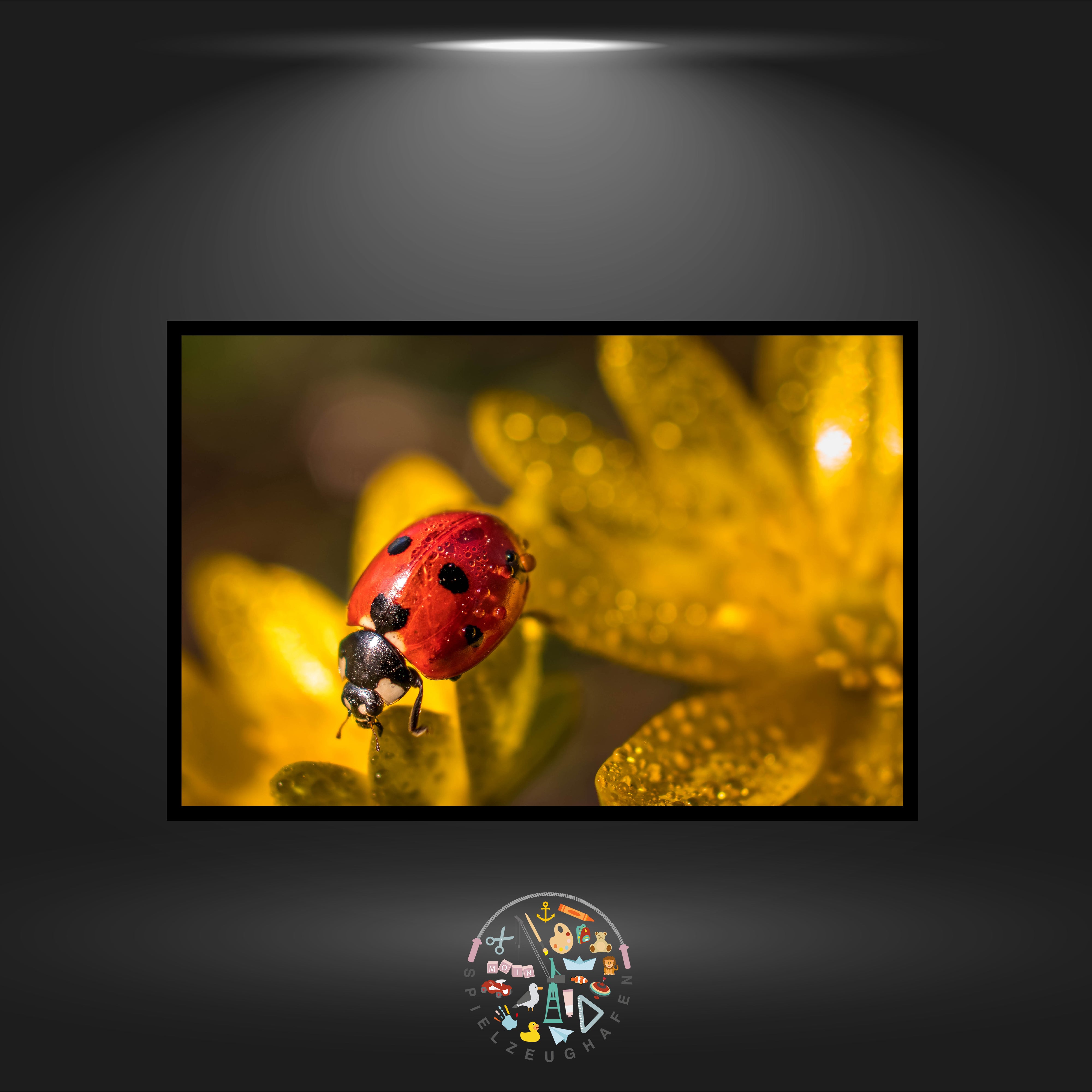 'Shining Ladybug' - Quadratisch