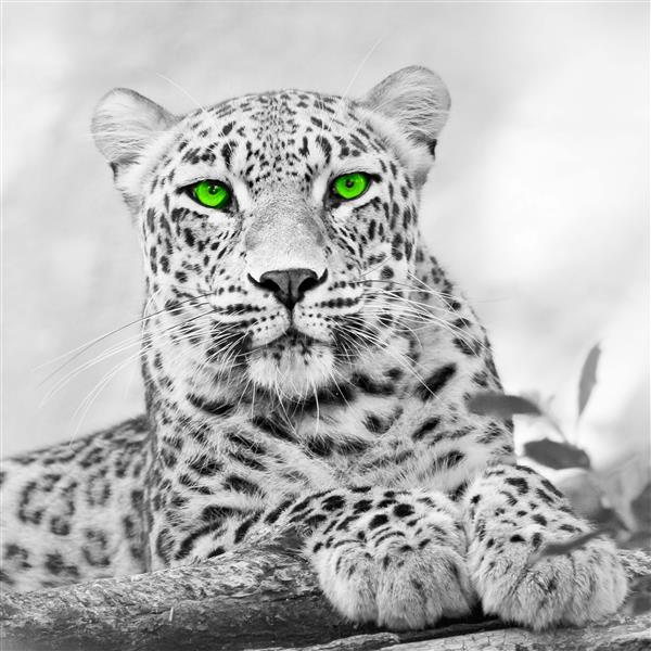 Leopard mit grünen Augen  - Bügelperlen