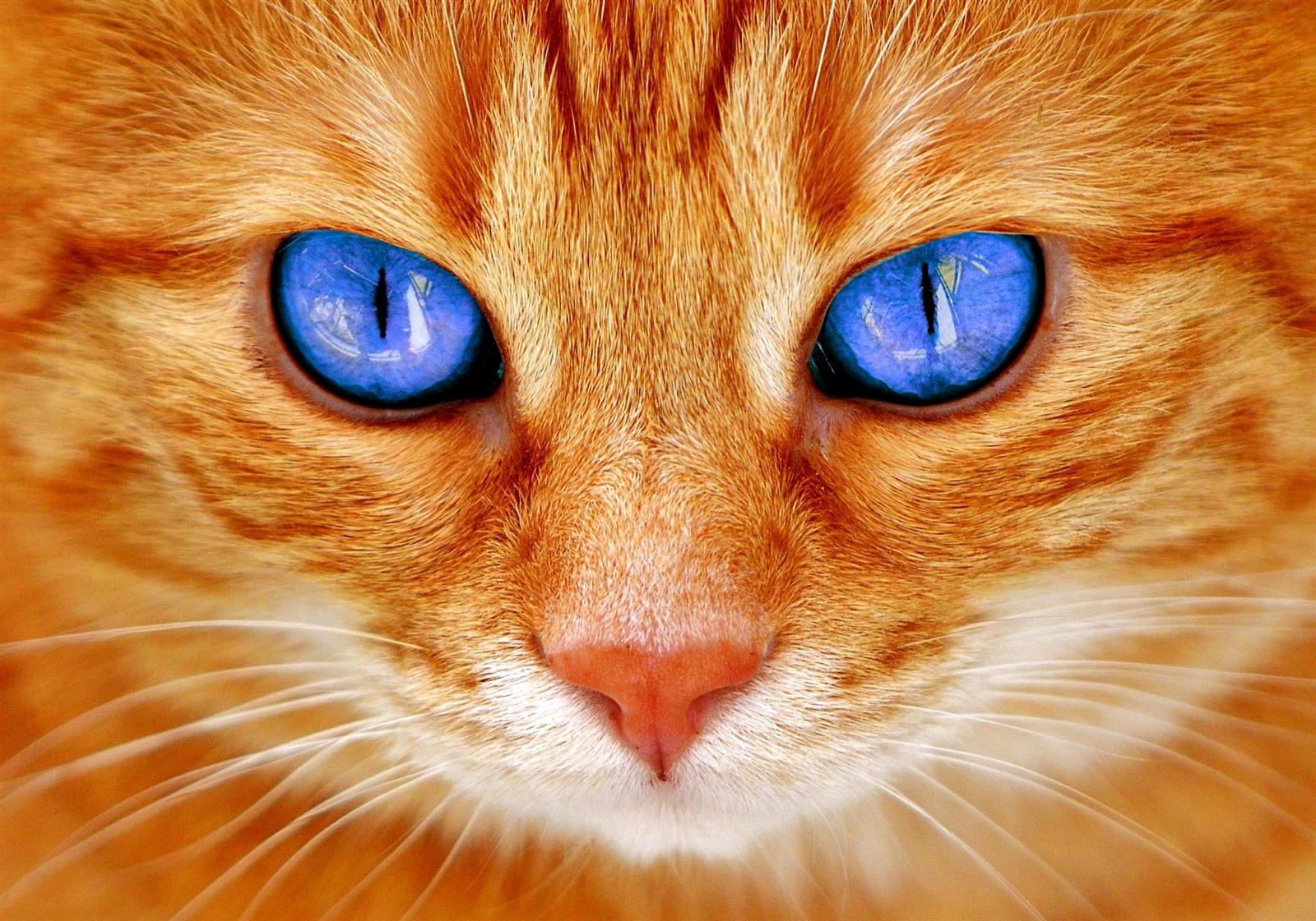 Katze braun mit blauen Augen  - Bügelperlen