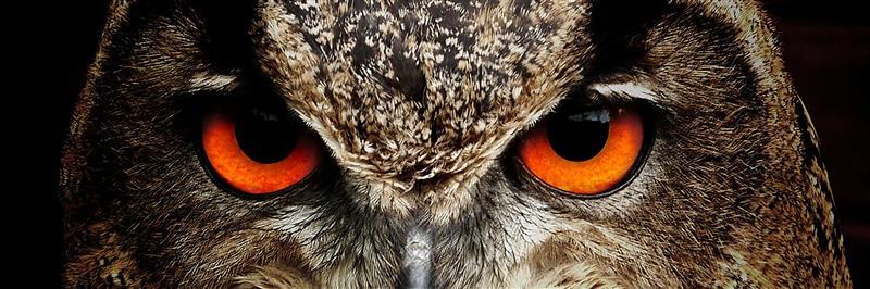 Eulenaugen - Bügelperlen von Spielzeughafen