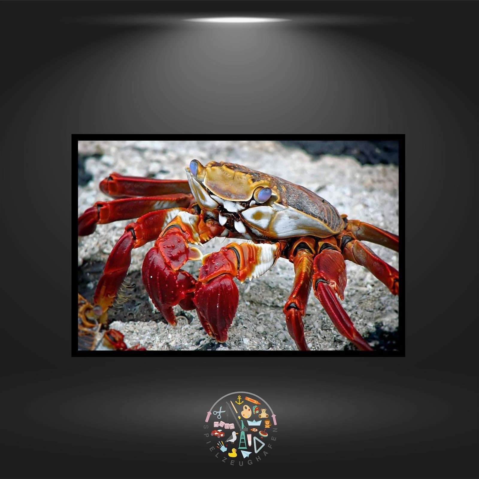 Krabbe Sebastian - Quadratisch von Spielzeughafen