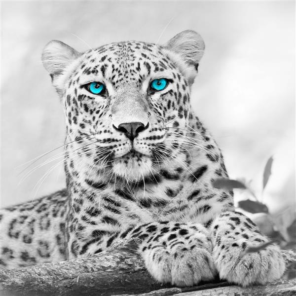 Leopard mit blauen Augen - Bügelperlen von Spielzeughafen